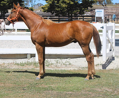 Danson Royal Jupiter